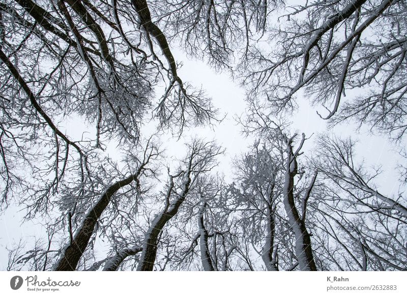 verschneite Baumkronen Umwelt Natur Landschaft Pflanze Himmel Eis Frost Schnee Park Wald kalt Umweltschutz "Ast aufwärts ,baumkrone bewaldet draußen ,erkältung