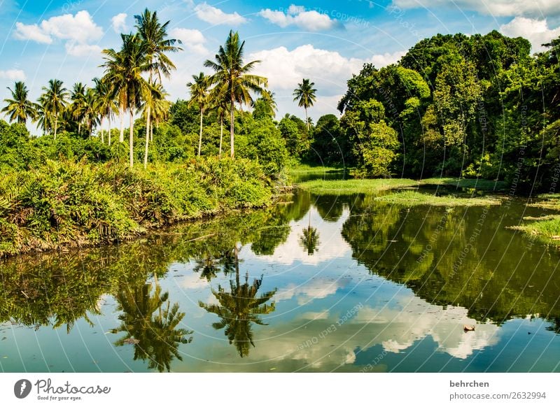 wir sind das klima| corona thoughts Kontrast Licht Tag Außenaufnahme Farbfoto Malaysia Fluss Urwald Wasser Landschaft Natur Ferien & Urlaub & Reisen Tourismus