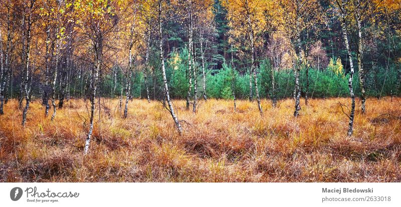Herbstlicher Waldpanorama-Blick. Umwelt Natur Landschaft Pflanze Klima Klimawandel Wetter Nebel Regen Baum Sträucher Moos Grünpflanze natürlich gelb grün orange