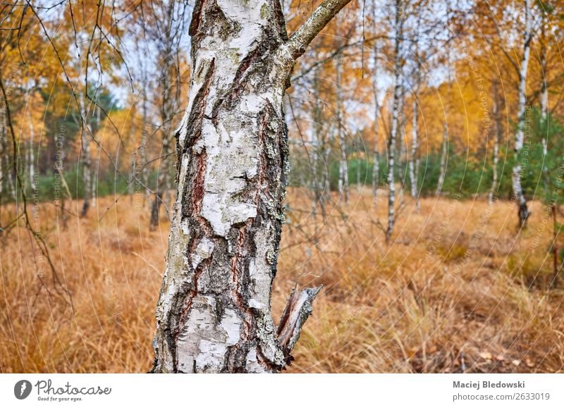 Birkenstamm in einem herbstlichen Wald. Umwelt Natur Landschaft Pflanze Herbst Wetter Baum natürlich gelb Gelassenheit ruhig Traurigkeit Einsamkeit Kofferraum