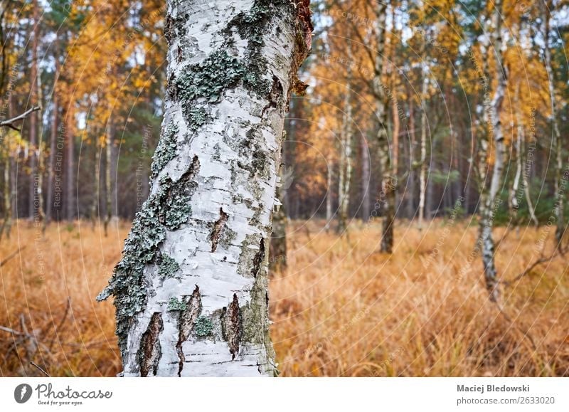 Birkenstamm in einem herbstlichen Wald. Umwelt Natur Pflanze Herbst Baum natürlich gelb Abenteuer Gelassenheit Inspiration nachhaltig Kofferraum Rinde