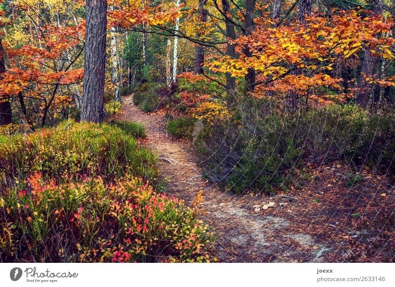 Zwischen Sommer und Winter Natur Landschaft Herbst Baum Sträucher Wald Wege & Pfade braun gelb grün orange Idylle Wandel & Veränderung Herbstwald Farbfoto