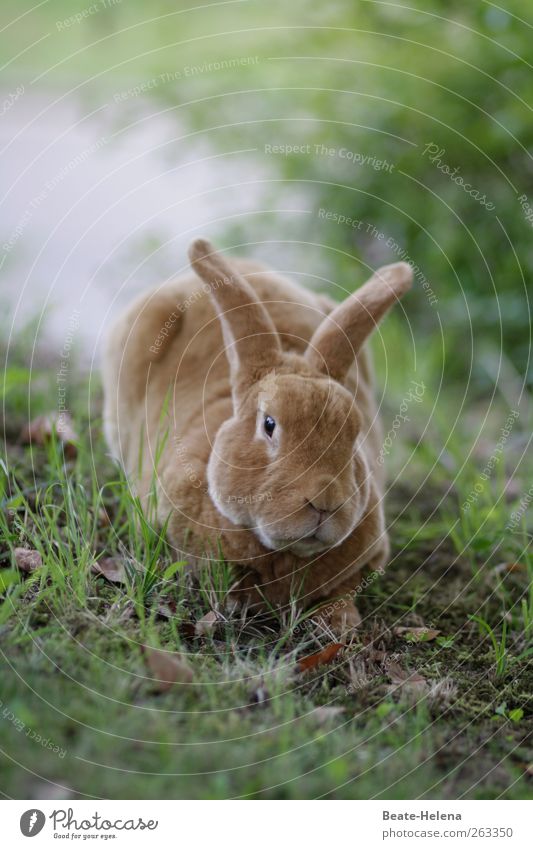 Burnout - und das vor Ostern! Arbeitsplatz Natur Tier Haustier Nutztier Hase & Kaninchen 1 Arbeit & Erwerbstätigkeit träumen warten ästhetisch rund weich braun