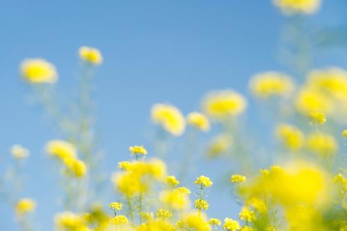 wenn der Sommer nicht mehr weit ist ... Natur Pflanze Himmel Wolkenloser Himmel Schönes Wetter Feld hell schön blau gelb Raps Rapsfeld Farbfoto mehrfarbig
