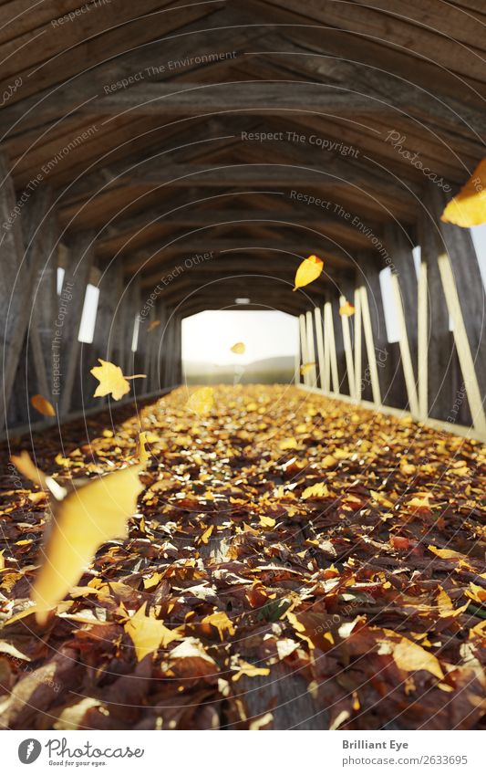 Laubwirbel Ausflug Natur Herbst Wind Wärme Blatt Brücke Bewegung fliegen Unendlichkeit kuschlig schön viele weich mehrfarbig gelb Optimismus Beginn Klima