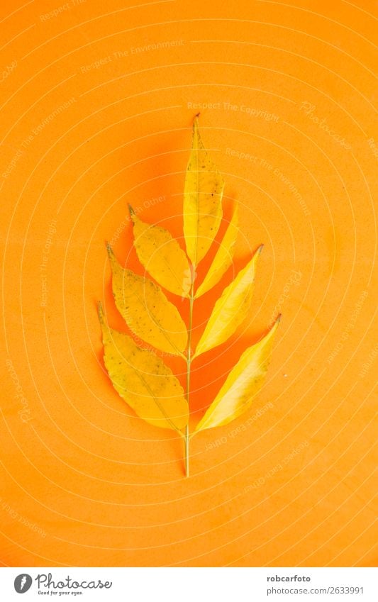 Äste mit gelben Blättern Design schön Leben Dekoration & Verzierung Natur Pflanze Herbst Baum Blatt Wald Schmetterling hell braun gold grün weiß Farbe