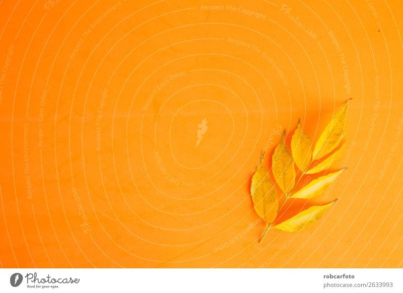 Äste mit gelben Blättern Design schön Leben Dekoration & Verzierung Natur Pflanze Herbst Baum Blatt Wald Schmetterling hell braun gold grün weiß Farbe