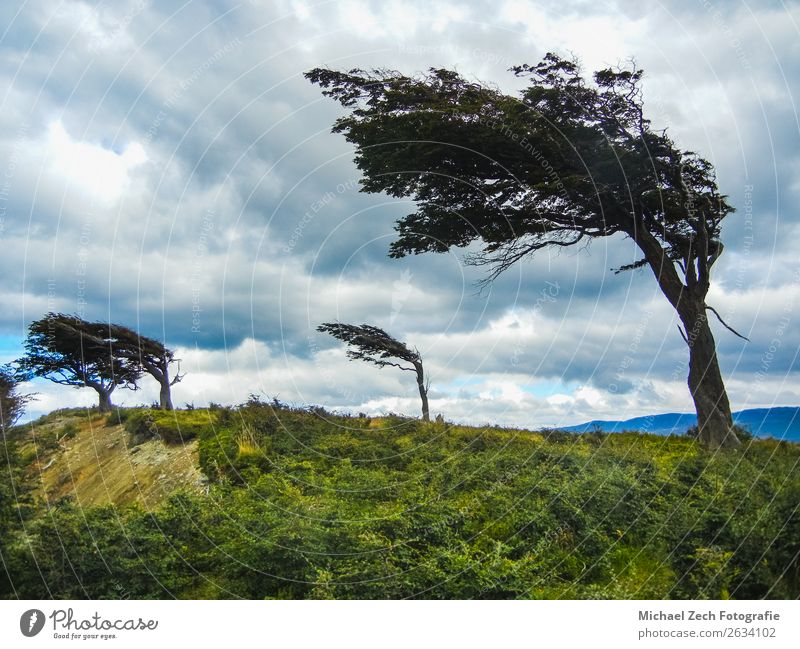 Die windförmigen Bäume in Ushuaia in tierra del fuego Ferien & Urlaub & Reisen Abenteuer Sommer Insel Natur Landschaft Pflanze Himmel Wolken Wind Baum Gras Park