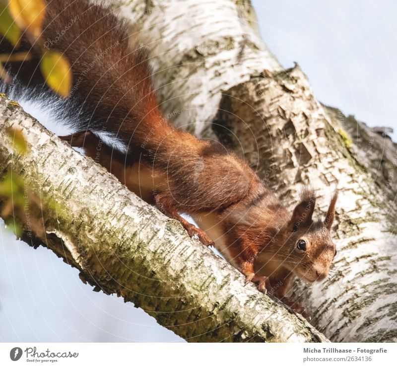 Neugieriges Eichhörnchen im Baum Umwelt Natur Tier Himmel Sonne Sonnenlicht Schönes Wetter Wildtier Tiergesicht Fell Krallen Pfote Auge Ohr Schwanz 1 beobachten