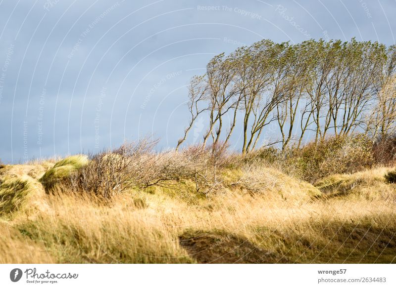 Dünenwald Natur Herbst Schönes Wetter Wind Sturm Baum Gras Dünengras Küste Ostsee Stranddüne Darß blau gelb grau herbstlich Fischland-Darß-Zingst Farbfoto