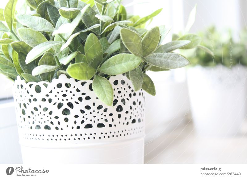 Natur in Kelchen. Frühling Pflanze Kunststoff Blühend Duft dehydrieren Wachstum authentisch einfach natürlich positiv schön grün weiß Hoffnung Glaube Kraft Vase