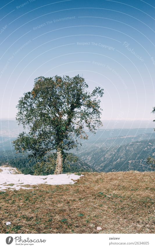 Landschaft eines isolierten Baumes mit ein wenig Schnee und den unscharfen Pyrenäen im Hintergrund Design schön Ferien & Urlaub & Reisen Ausflug Abenteuer