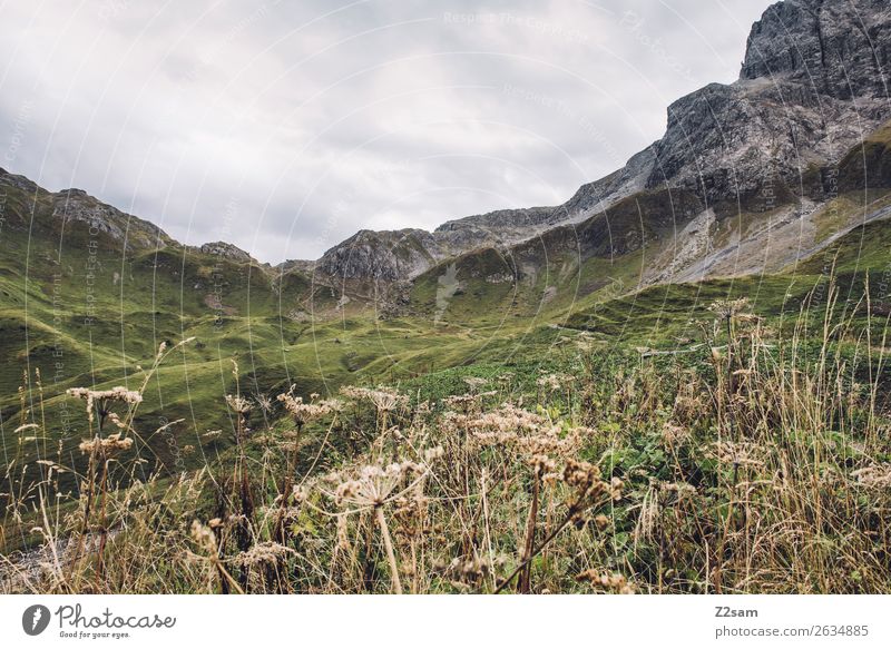 Aufstieg zum Mädlejoch im Allgäu Berge u. Gebirge wandern Natur Landschaft schlechtes Wetter Sträucher Wiese Alpen Gipfel gigantisch hoch natürlich grün
