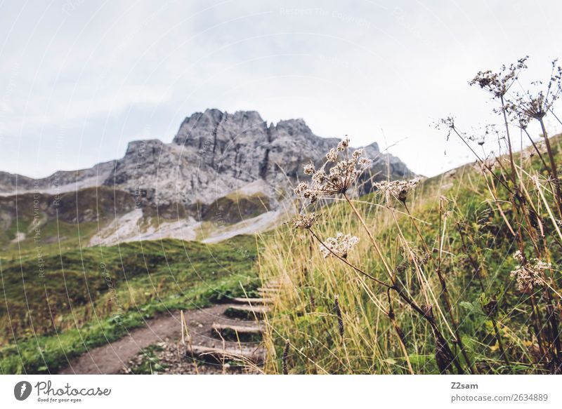Aufstieg zum Mädlejoch wandern Natur Landschaft Herbst Schönes Wetter Sträucher Wiese Alpen Berge u. Gebirge gigantisch hoch grün Abenteuer Erholung