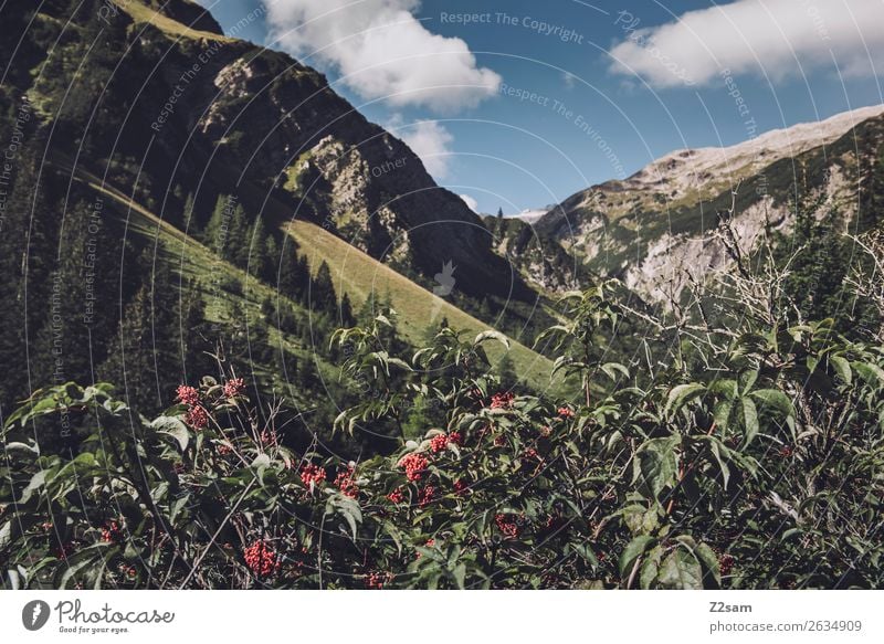 Alpenpanorama Lechtaler Alpen Abenteuer wandern Natur Landschaft Sträucher Blüte Wald Berge u. Gebirge ästhetisch natürlich blau grün Einsamkeit Idylle
