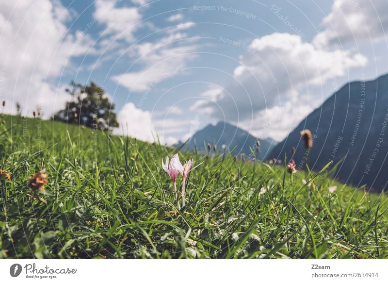 Alpenwiese in Österreich Ferien & Urlaub & Reisen Abenteuer Sommerurlaub wandern Natur Landschaft Himmel Wolken Sonne Blume Wiese Berge u. Gebirge ästhetisch
