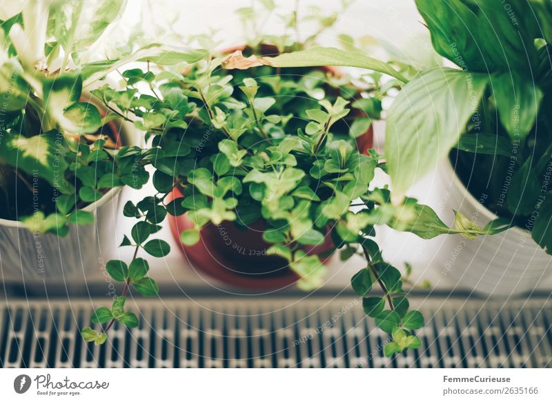 Green plants in the windowsill Pflanze Häusliches Leben Dekoration & Verzierung Grünpflanze Blumentopf Fensterbrett Heizkörper wohnlich einrichten Farbfoto