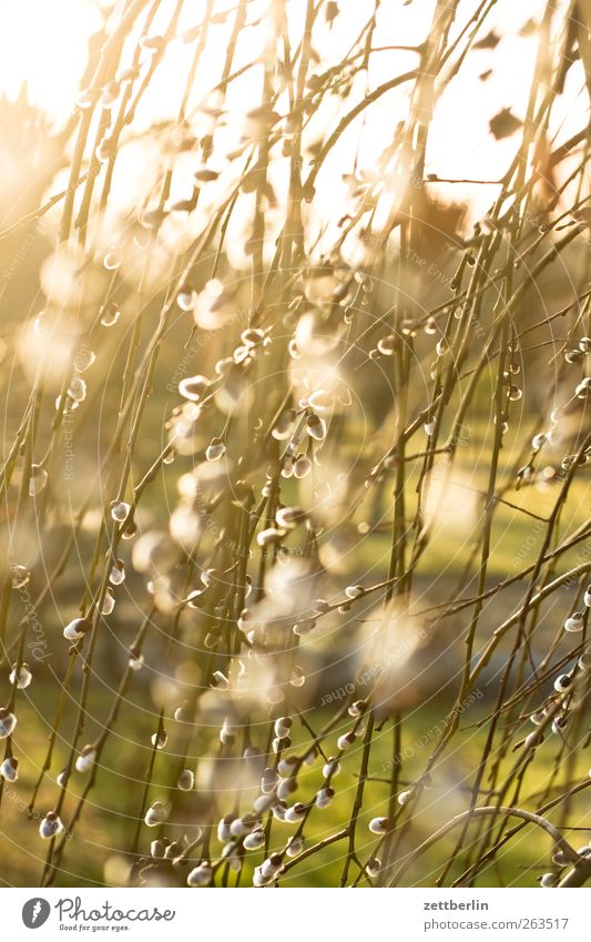 Weidenkatze Umwelt Natur Pflanze Sonnenlicht Frühling Klima Wetter Schönes Wetter Sträucher Hecke Weidenkätzchen Farbfoto Außenaufnahme Nahaufnahme