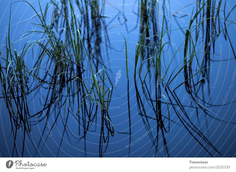Blauer See mit Halmen Umwelt Natur Urelemente Wasser Pflanze Binsen Seeufer Wachstum ästhetisch natürlich blau grün schwarz Gefühle Erholung ruhig