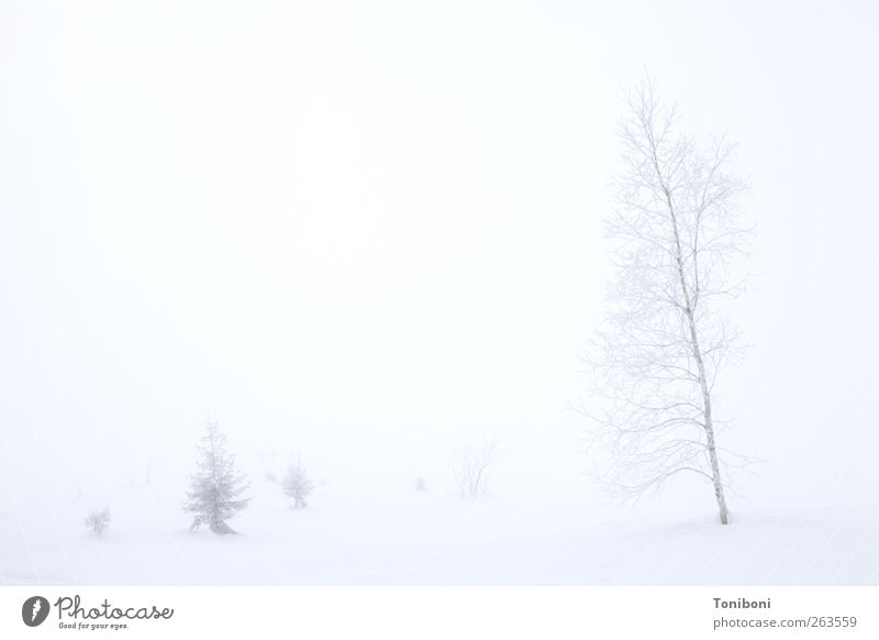 Creme fraiche Klettern Bergsteigen Skitour Natur Landschaft Winter Nebel Baum Sträucher Alpen authentisch frei natürlich Sauberkeit blau weiß Stimmung