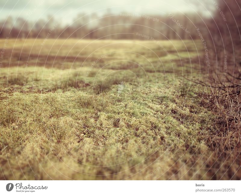 Ipweger Moor Natur Landschaft Pflanze Winter Gras Sträucher Feld Oldenburg Bundesadler Europa Menschenleer ästhetisch braun gelb grau Sehnsucht Einsamkeit kalt