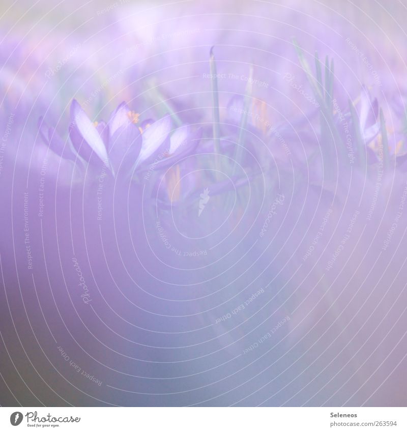 lila. für Mädchen. Umwelt Natur Frühling Schönes Wetter Wärme Pflanze Blume Gras Blüte Krokusse Garten Park Wiese Blühend nah violett Farbfoto Außenaufnahme