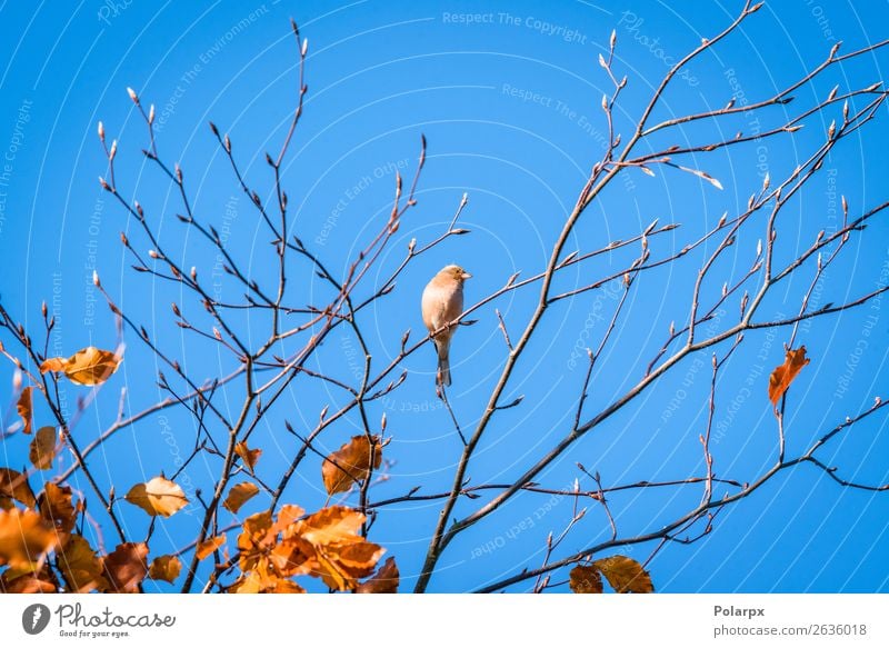 Einzelner Fink in einer Baumkrone im Herbst schön Leben Mann Erwachsene Umwelt Natur Tier Himmel Park Wald Vogel sitzen hell klein natürlich niedlich wild braun