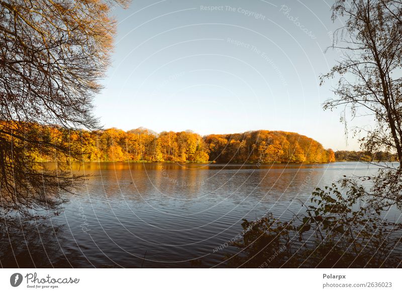 Der See im Herbst umgeben von Bäumen schön Ferien & Urlaub & Reisen Umwelt Natur Landschaft Himmel Baum Blatt Park Wald Teich Fluss hell braun gelb gold grün