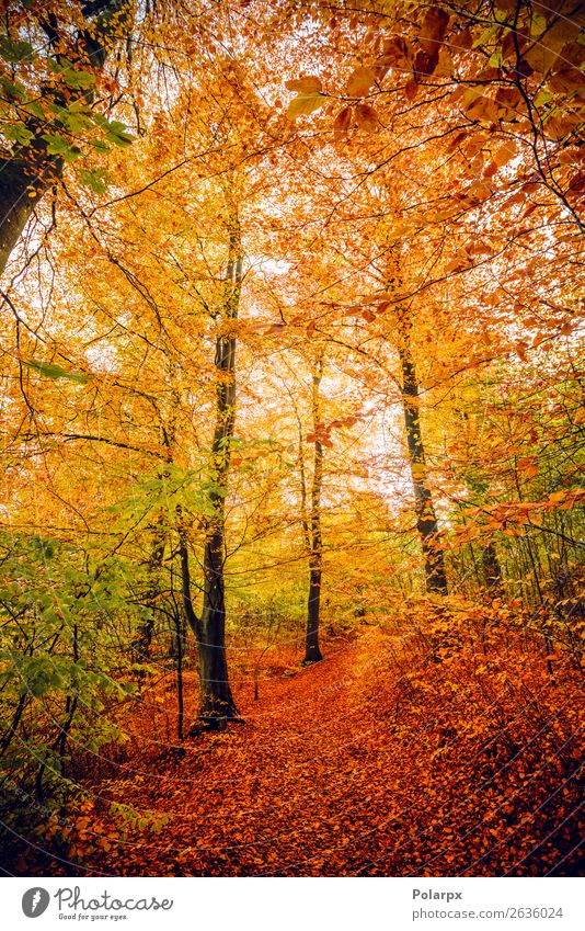 Herbstfarben im Wald mit Bäumen schön Sonne Umwelt Natur Landschaft Baum Blatt Park Straße Wege & Pfade hell natürlich gelb gold grün rot Farbe fallen