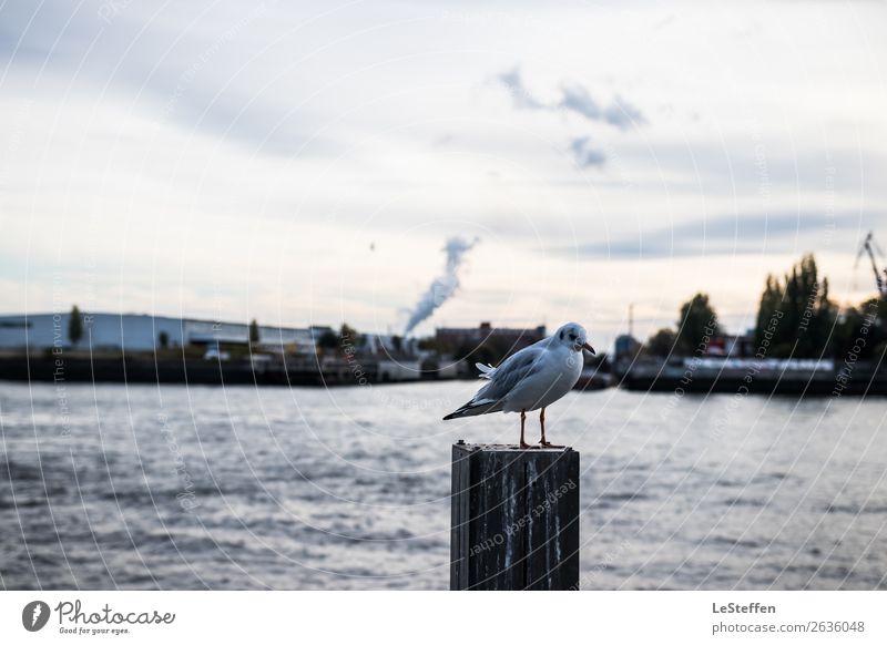 Vogel als Pfahlsitzer Umwelt Wasser Sonne Herbst Küste Nordsee Hamburg Stadt Hafenstadt Tier Wildtier Möwe 1 beobachten stehen warten ästhetisch Freundlichkeit