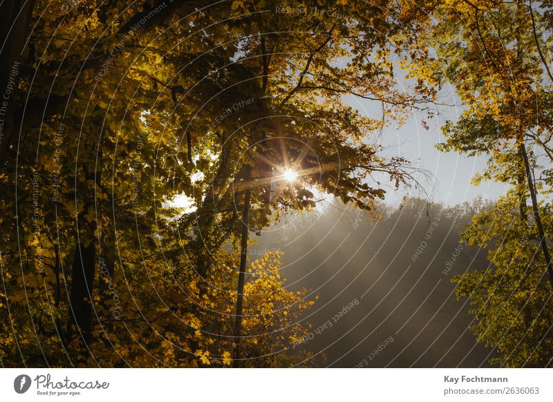 Sonnenstrahlen scheinen durch herbstliche Waldlandschaft Wellness Leben harmonisch Wohlgefühl Erholung Ausflug Natur Pflanze Sonnenlicht Herbst Schönes Wetter