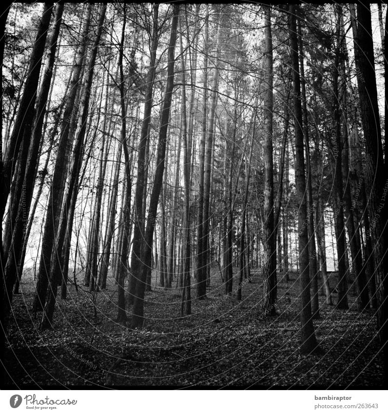 Bäume I Umwelt Natur Landschaft Pflanze Baum Wald Ferne Ast analog Schwarzweißfoto Außenaufnahme Dämmerung Licht Schatten Kontrast Sonnenlicht Sonnenstrahlen