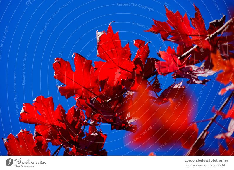 Farbkonstraste Natur Pflanze Himmel Wolkenloser Himmel Herbst Schönes Wetter Baum Menschenleer Holz Bewegung stark blau braun rot schwarz Glück Lebensfreude
