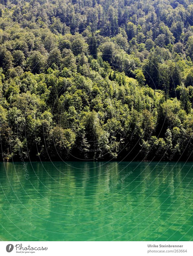 Water Green II Ferien & Urlaub & Reisen Tourismus Ausflug Sommer Berge u. Gebirge Natur Landschaft Pflanze Wasser Schönes Wetter Baum Alpen Schlucht Königssee