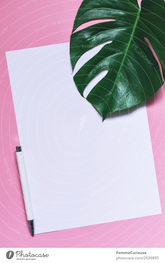 Paper & the leaf of a monstera on pink background Schreibwaren Papier Zettel Kreativität Design Fensterblätter Pflanze Pflanzenteile Kugelschreiber rosa weiß