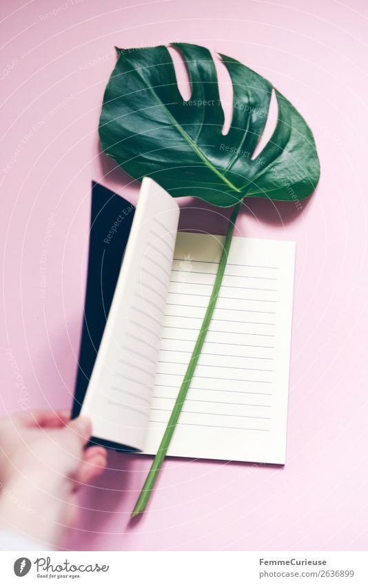 Stem and leaf of a monstera lying in a book Schreibwaren Papier ästhetisch Notizbuch leer liniert Fensterblätter Blatt Stengel rosa Pastellton