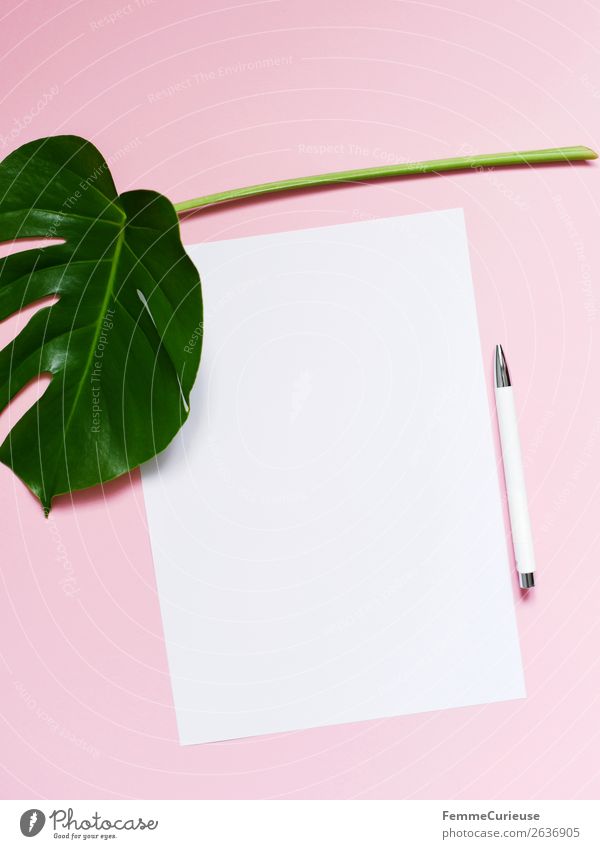 White sheet of paper & the leaf of a monstera on pink background Schreibwaren Papier Zettel Kreativität Fensterblätter weiß rosa grün Blatt Pflanze