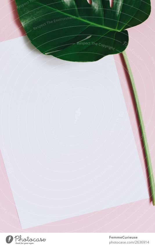 White sheet of paper & the leaf of a monstera on pink background Natur Schreibwaren Papier Zettel Kommunizieren Kreativität Design Freifläche schreiben