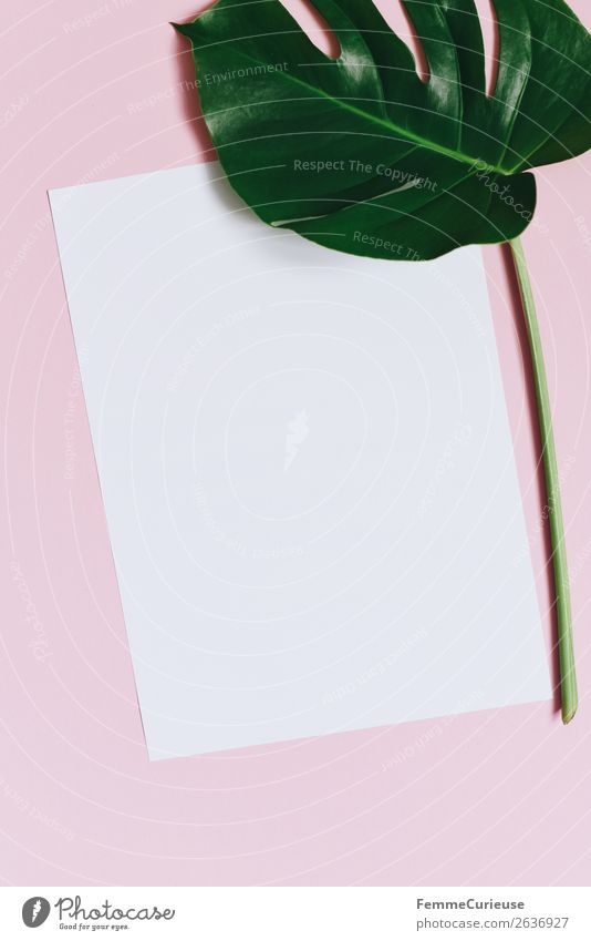 Paper & the leaf of a monstera on pink background Natur Schreibwaren Papier Zettel Kreativität Design Fensterblätter Pflanze Pflanzenteile rosa weiß leer