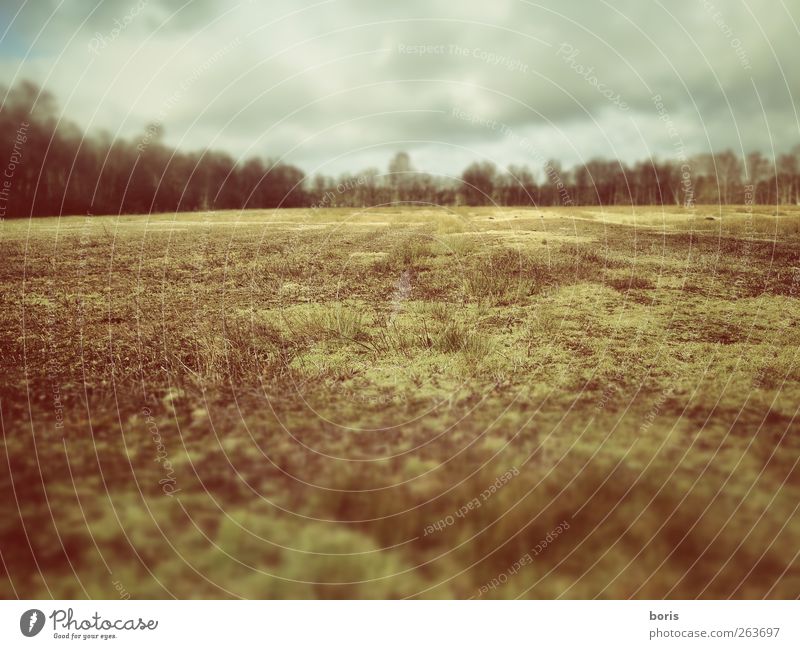 Ipweger Moor Natur Landschaft Winter Gras Wiese Sumpf Oldenburg Bundesadler Europa Menschenleer kalt braun gelb grau Einsamkeit ruhig Ferne Fotografie Stream