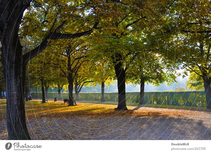 Farbe wechsle dich Natur Herbst Schönes Wetter Baum Blatt Park Wege & Pfade sitzen warten hell natürlich positiv schön braun mehrfarbig gelb grün Zufriedenheit
