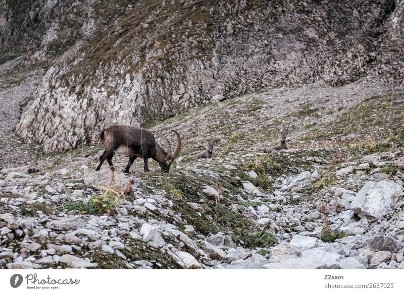 Steinbock | Seescharte E5 Abenteuer Berge u. Gebirge wandern Natur Landschaft Sommer Schönes Wetter Felsen Alpen 1 Tier Fressen stehen natürlich Einsamkeit