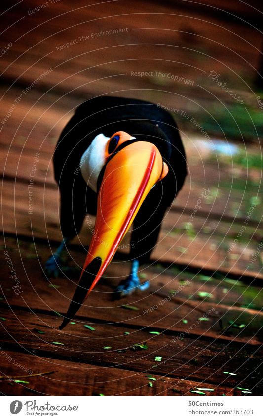 in front of a toucan bird Umwelt Natur Schönes Wetter Moos Tier Wildtier Vogel Zoo 1 Holz genießen Blick warten bedrohlich Neugier braun gelb schwarz Freude