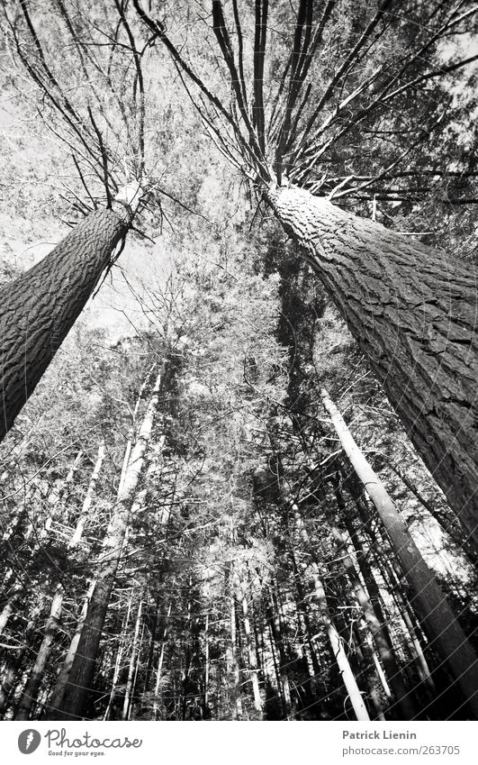 Rising high Umwelt Natur Pflanze Urelemente Baum Wald hoch ästhetisch einzigartig Mittelpunkt Froschperspektive Baumrinde Schwarzweißfoto Außenaufnahme