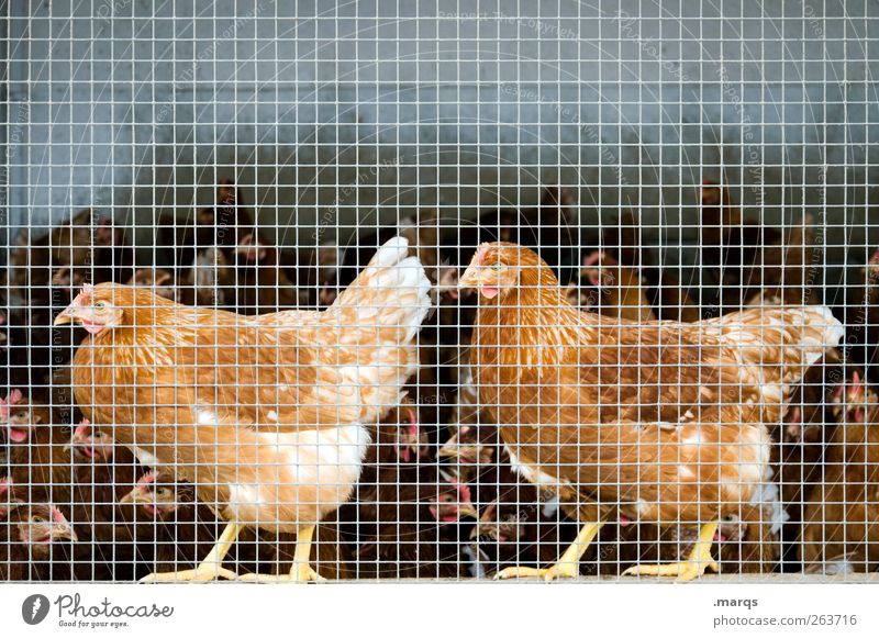 Chicken Nutztier Haushuhn 2 Tier Tiergruppe Käfig Zusammensein Tierzucht einsperren viele Vogel Stall Farbfoto Nahaufnahme Menschenleer Textfreiraum oben