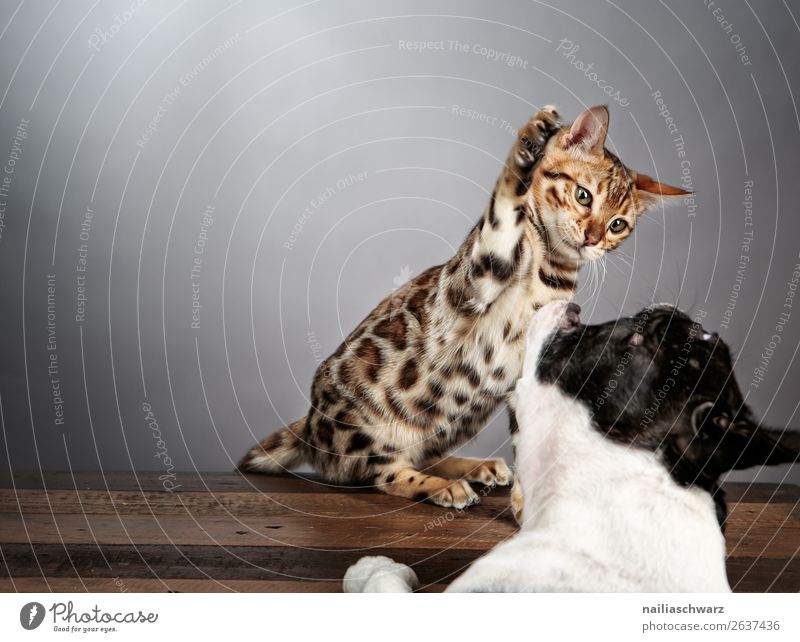 Cat & Dog Tier Haustier Hund Katze Tiergesicht Boston Terrier französische Bulldogge bengalische Katze 2 Tisch berühren Blick sitzen Konflikt & Streit toben