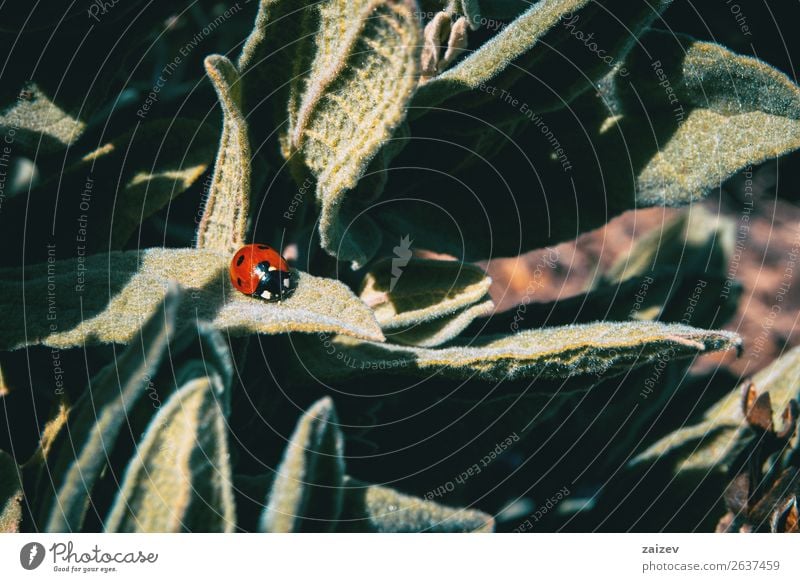 Ein kleiner roter Marienkäfer auf einigen Blättern in der Natur Gemüse Kräuter & Gewürze schön Sommer Garten Umwelt Pflanze Tier Blume Gras Blatt Park Wiese