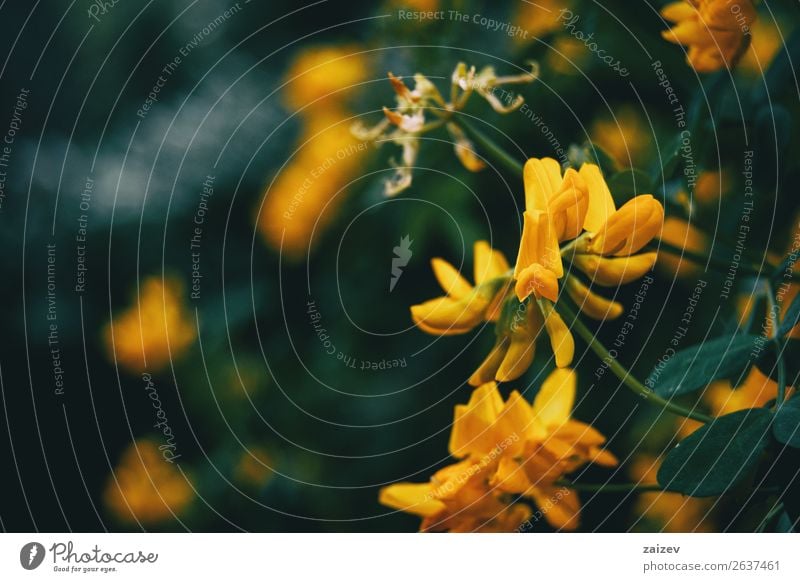 Nahaufnahme der gelben Blüten von Coronilla valentina in der Natur schön Sommer Garten Tapete Umwelt Pflanze Blume Sträucher Wiese hell wild grün Farbe