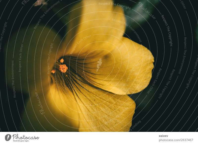 Makro der gelben Oxalisblume in der Natur schön Garten Landschaft Pflanze Frühling Blume Blüte Wiese frei hell natürlich grün Farbe oxalis pes caprae