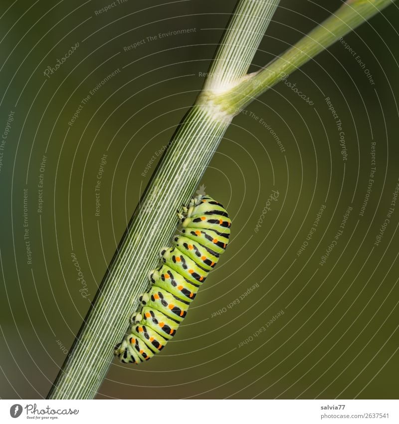 Verwandlung | Demnächst Umwelt Natur Pflanze Dill Stengel Garten Tier Larve Raupe Insekt Metamorphose Schwalbenschwanz 1 Fressen grün Wandel & Veränderung